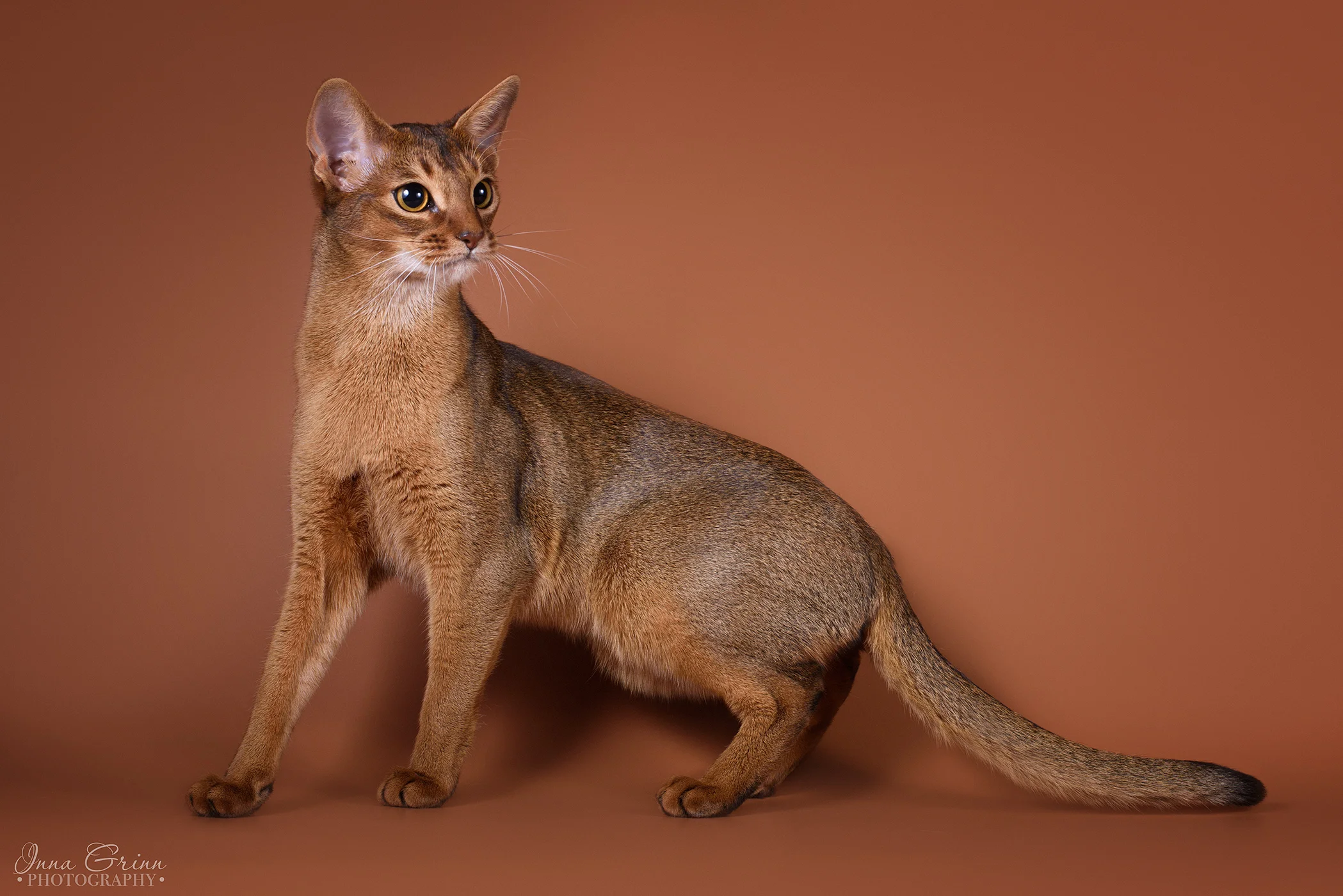 Abisinijos katė Donna - veislynas Magiškos Akys